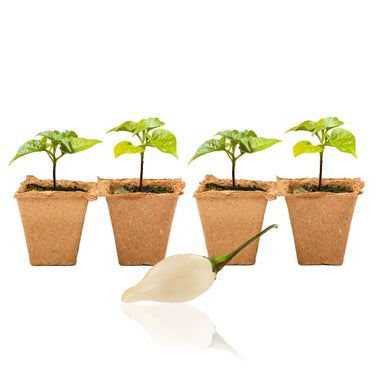 Biquinho White Pepper Plants - The Pepper Pantry (Formerly Marie Sharp's)